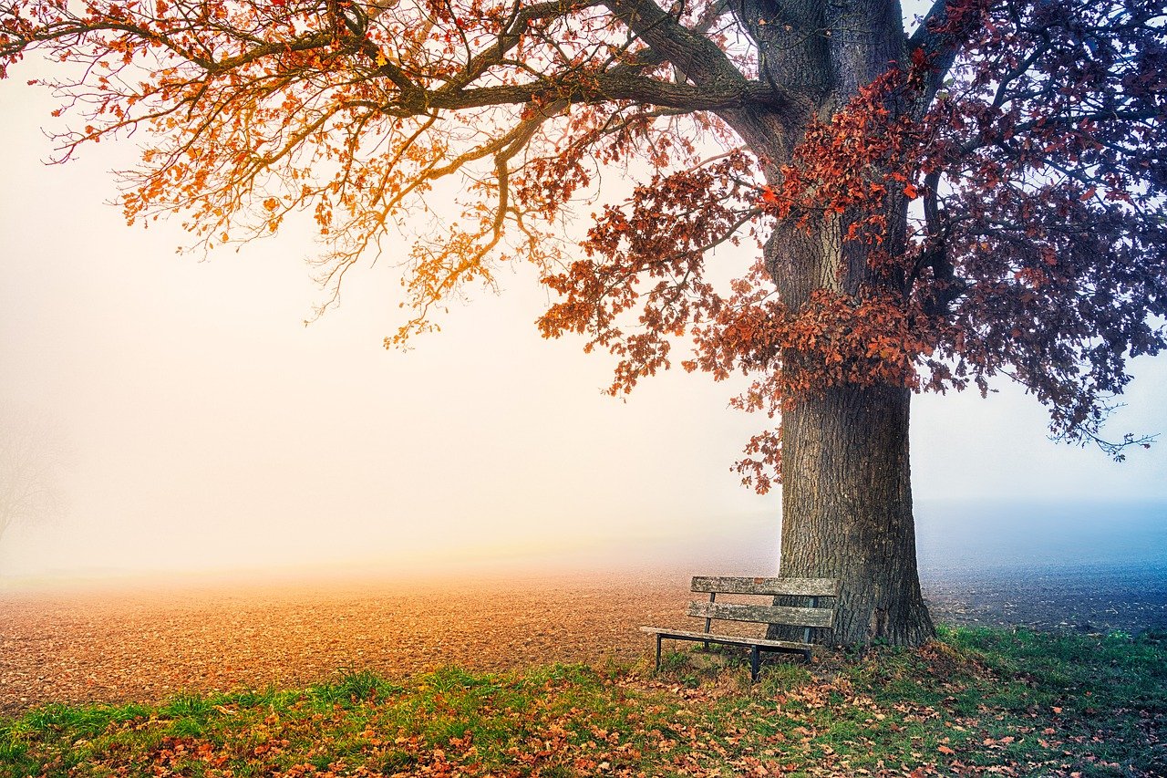 tree, park bench, autumn